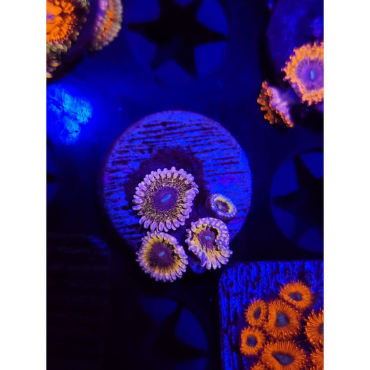 Solar Circus Zoanthid Frag WYSIWYG!