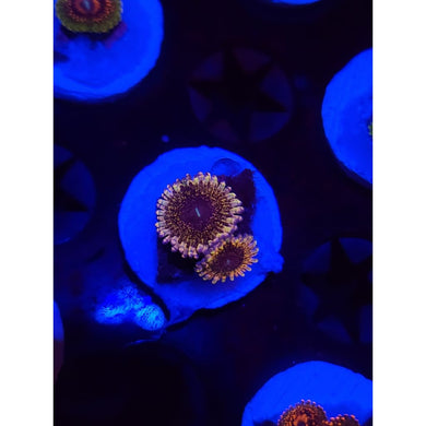 Solar Circus Zoanthid Frag WYSIWYG!