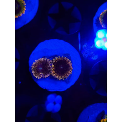 Solar Circus Zoanthid Frag WYSIWYG!