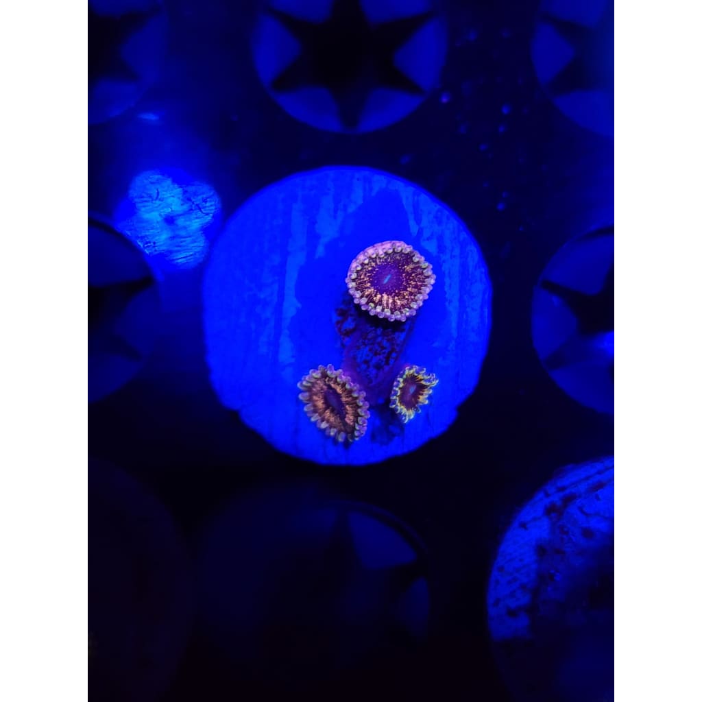 Solar Circus Zoanthid Frag WYSIWYG!
