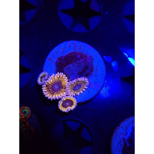 Solar Circus Zoanthid Frag WYSIWYG!