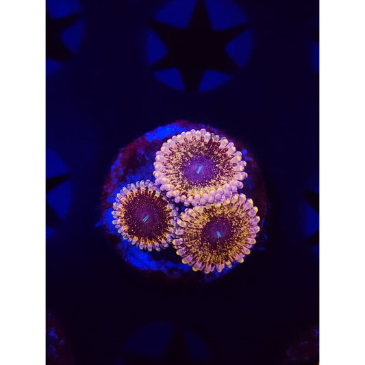 Solar Circus Zoanthid Frag WYSIWYG!