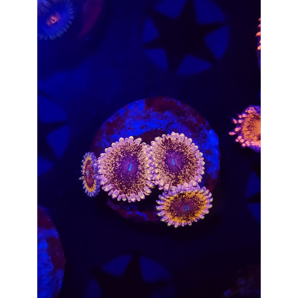 Solar Circus Zoanthid Frag WYSIWYG!