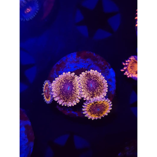 Solar Circus Zoanthid Frag WYSIWYG!