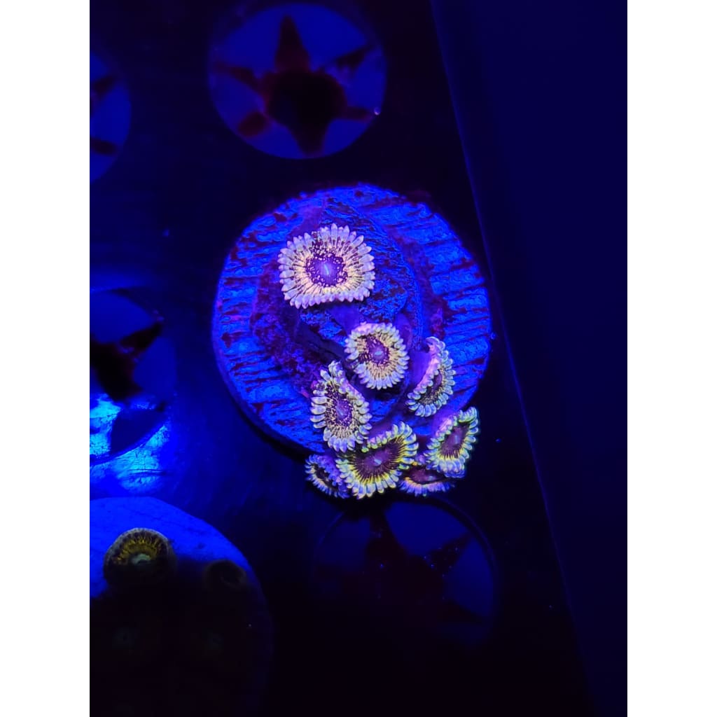 Solar Circus Zoanthid Frag WYSIWYG!