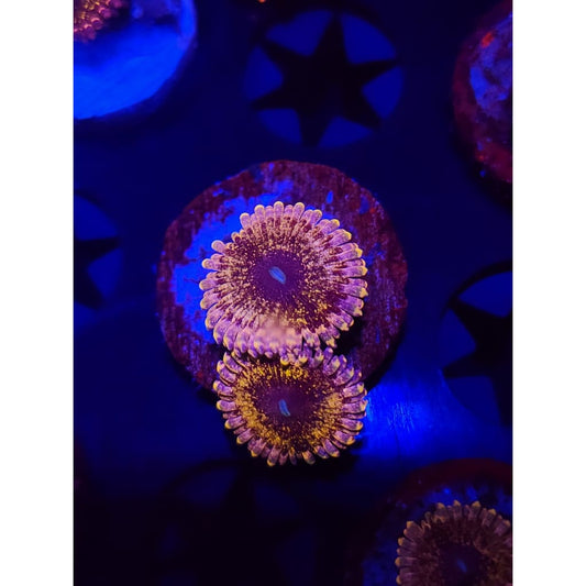 Solar Circus Zoanthid Frag WYSIWYG!