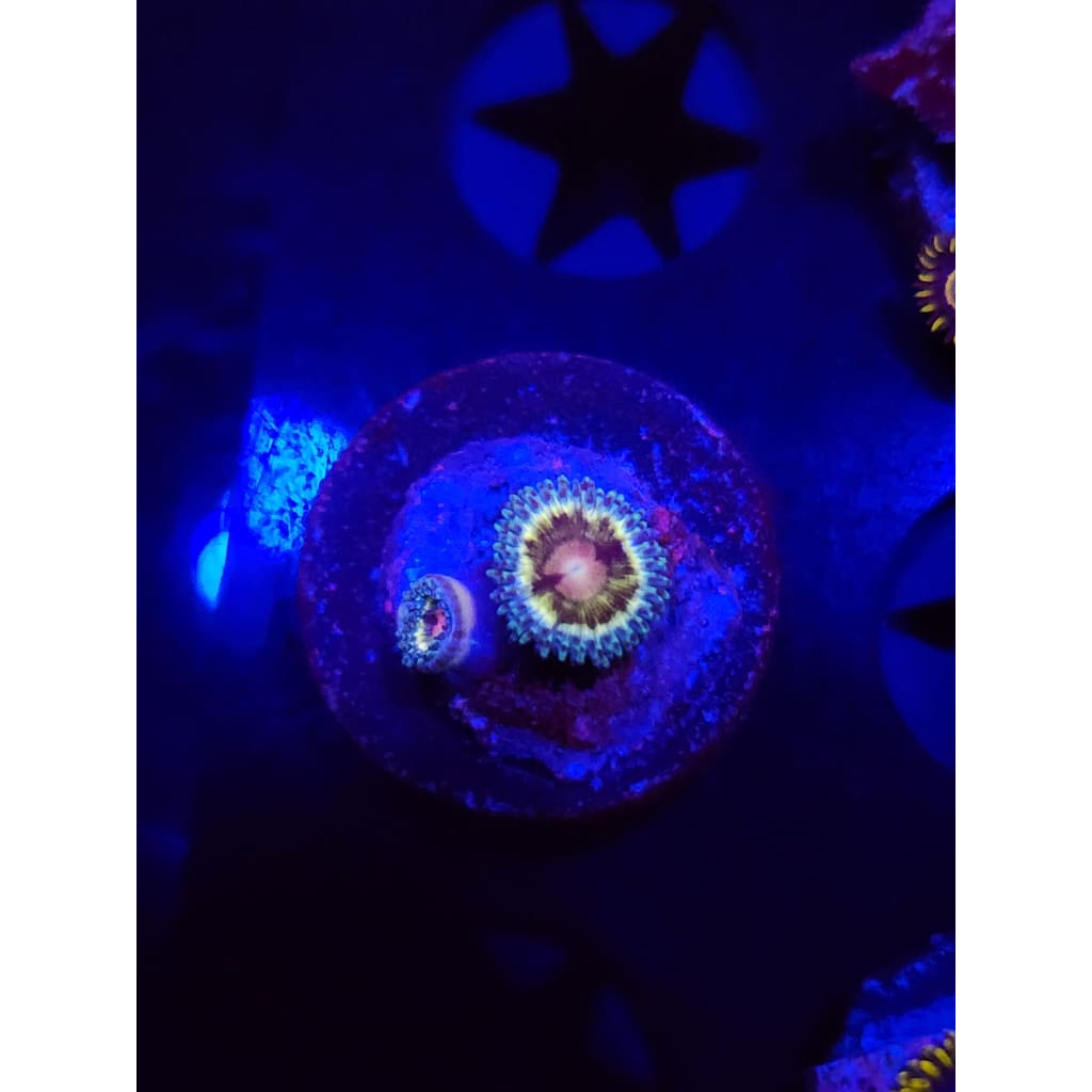 Solar Storm Zoanthid Frag WYSIWYG!