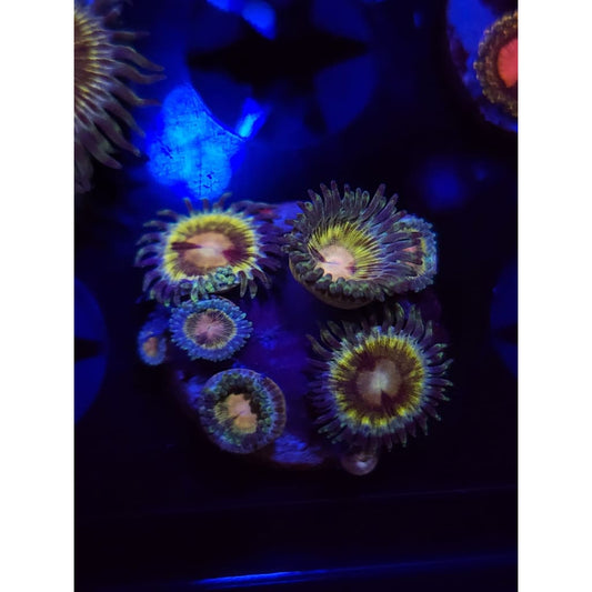 Solar Storms Zoanthid Frag WYSIWYG!