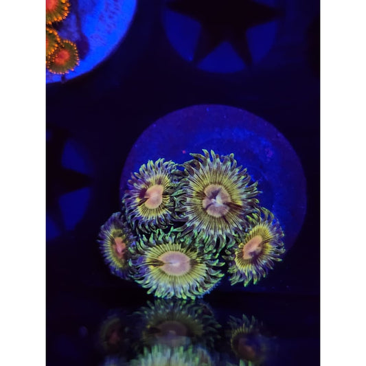 Solar Storms Zoanthid Frag WYSIWYG!