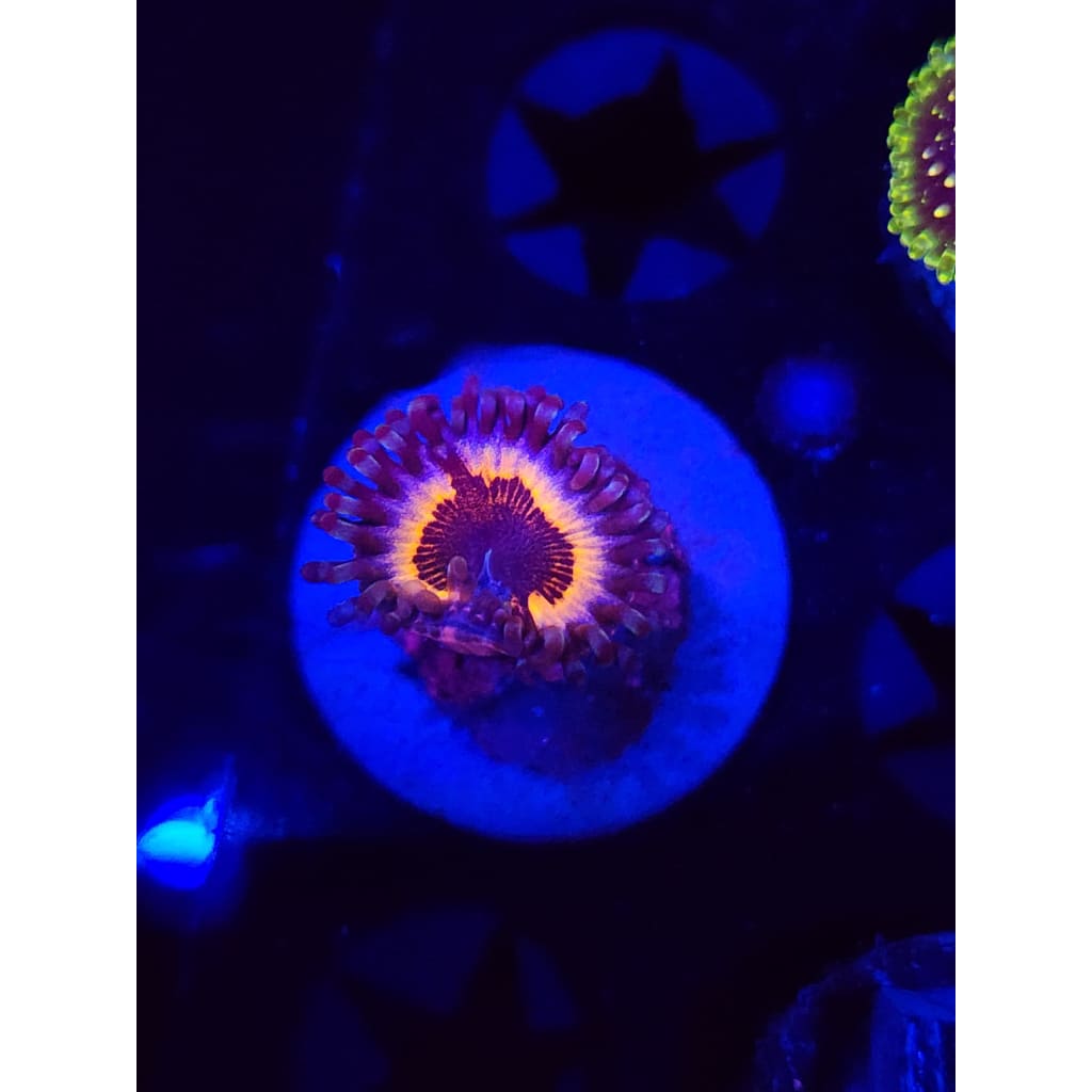 Sonic Flare Zoanthid Frag WYSIWYG!