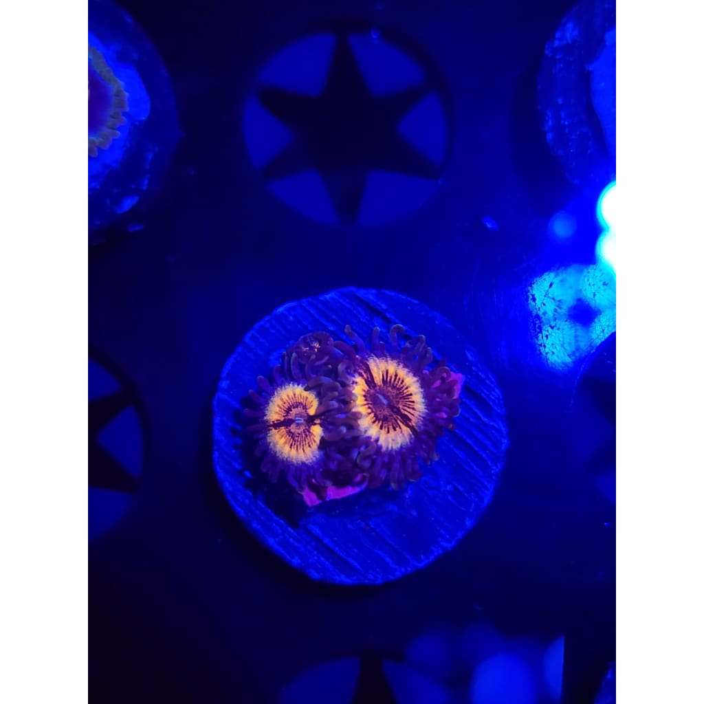 Sonic Flare Zoanthid Frag WYSIWYG!