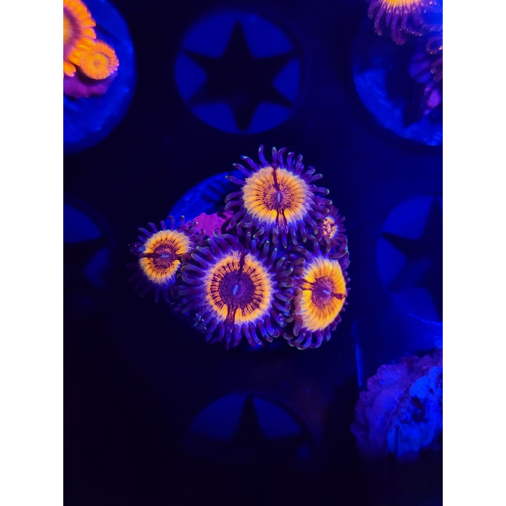 Sonic Flare Zoanthid Frag WYSIWYG!