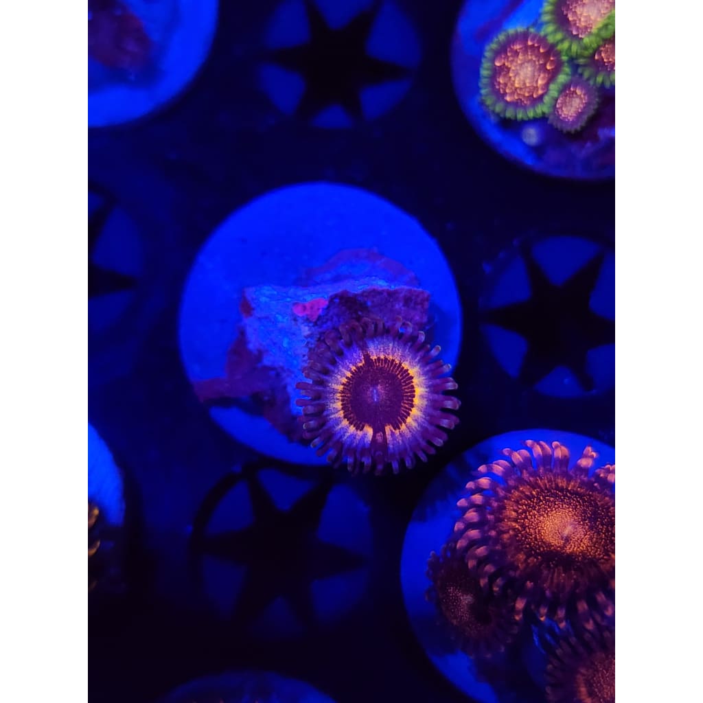 Sonic Flare Zoanthid Frag WYSIWYG!
