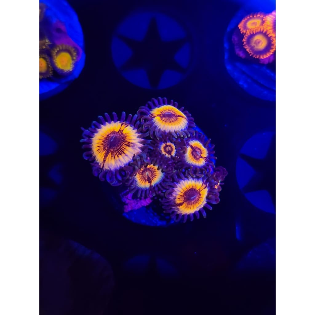 Sonic Flare Zoanthid Frag WYSIWYG!