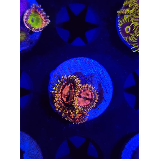 Space Chaos Zoanthid Frag WYSIWYG!