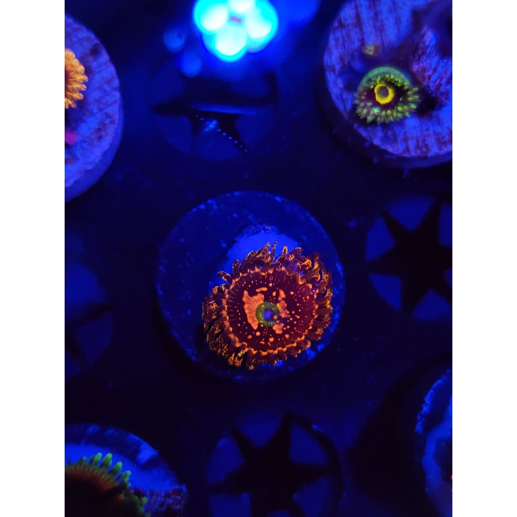 Space Chaos Zoanthid Frag WYSIWYG!