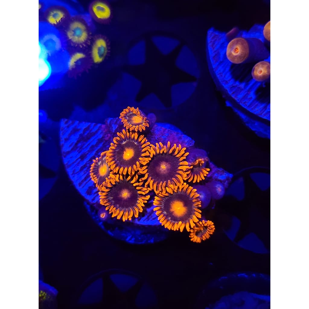 Speckleade Zoanthid Frag WYSIWYG!