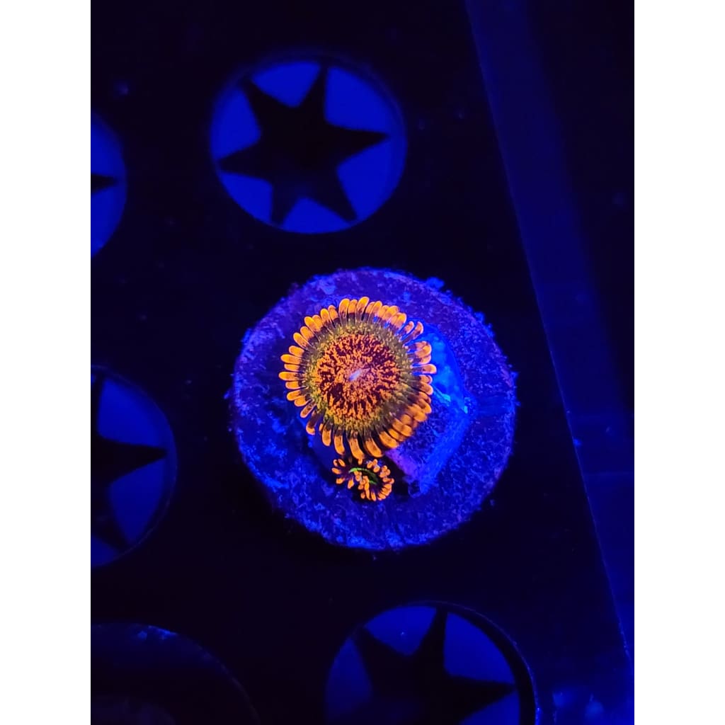 Speckled Krak/Vegas Strip Combo Zoanthid Frag WYSIWYG!