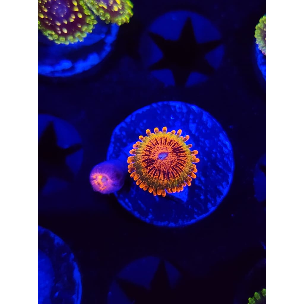 Speckled Krak Zoanthid Frag WYSIWYG!