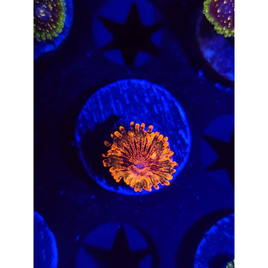 Speckled Krak Zoanthid Frag WYSIWYG!