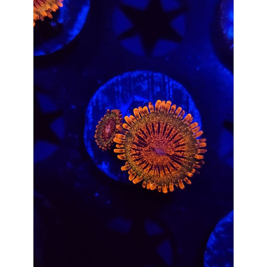 Speckled Krak Zoanthid Frag WYSIWYG!