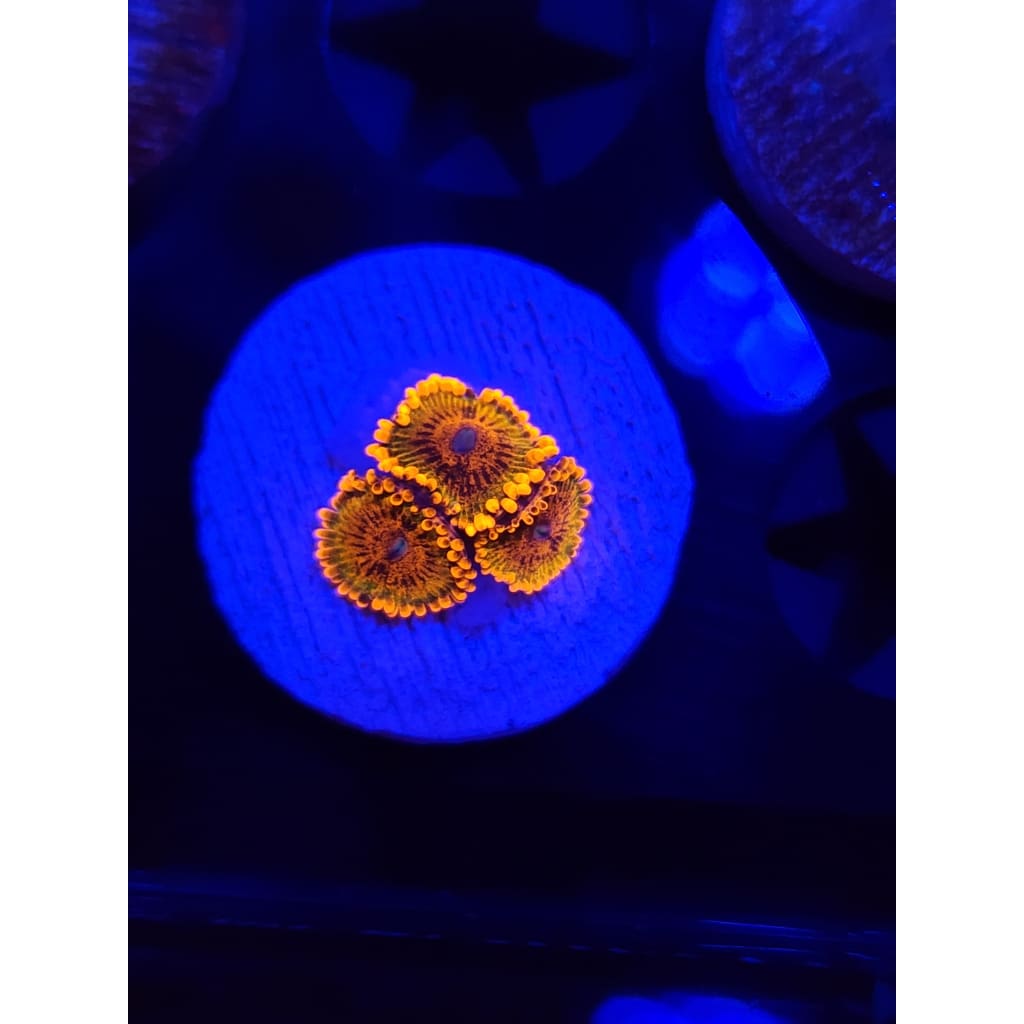 Speckled Krak Zoanthid Frag WYSIWYG!