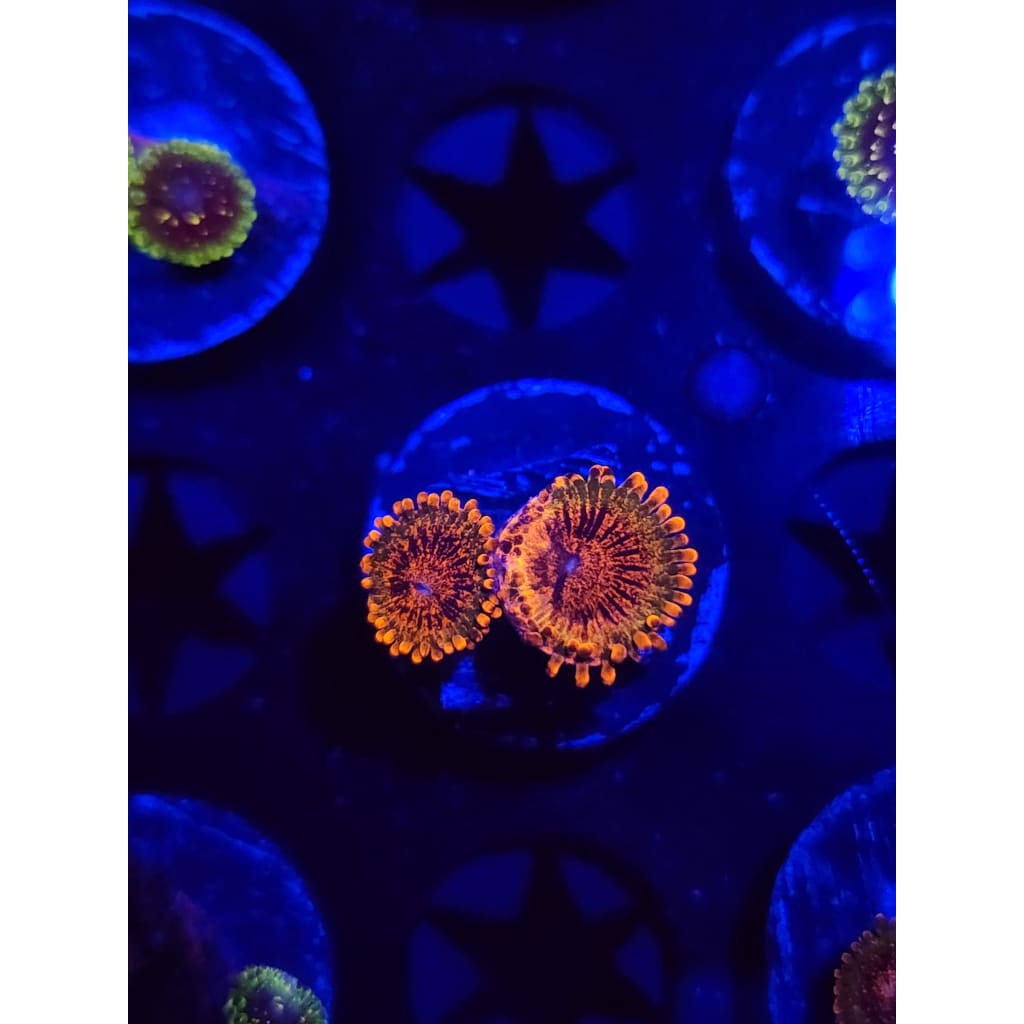 Speckled Krak Zoanthid Frag WYSIWYG!