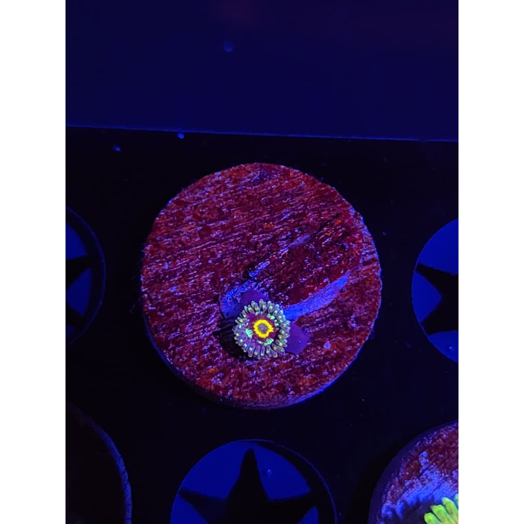 Spectral Hornet Zoanthid Frag WYSIWYG!