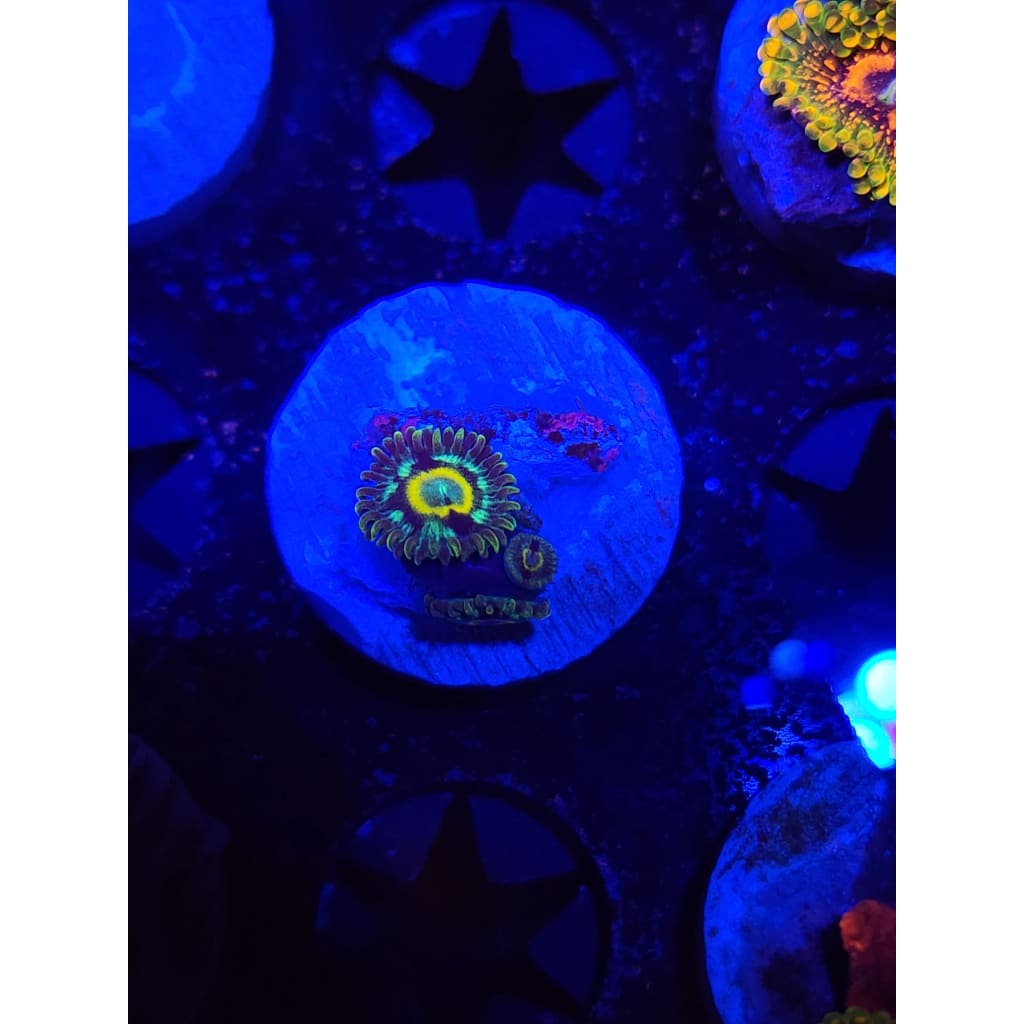 Spectral Hornet Zoanthid Frag WYSIWYG!