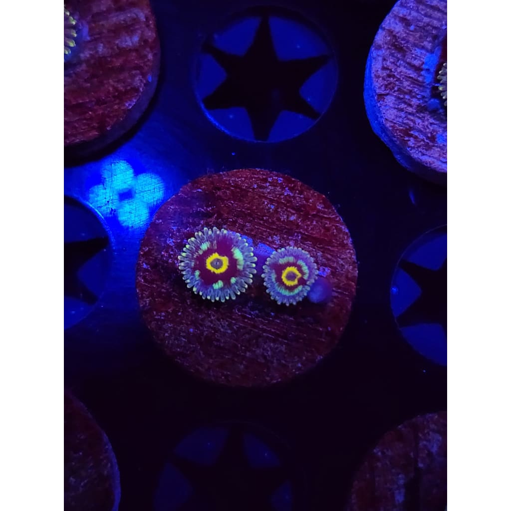 Spectral Hornet Zoanthid Frag WYSIWYG!
