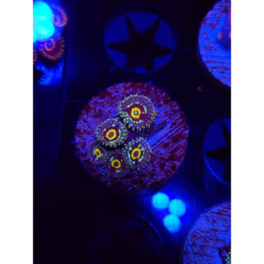 Spectral Hornet Zoanthid Frag WYSIWYG!