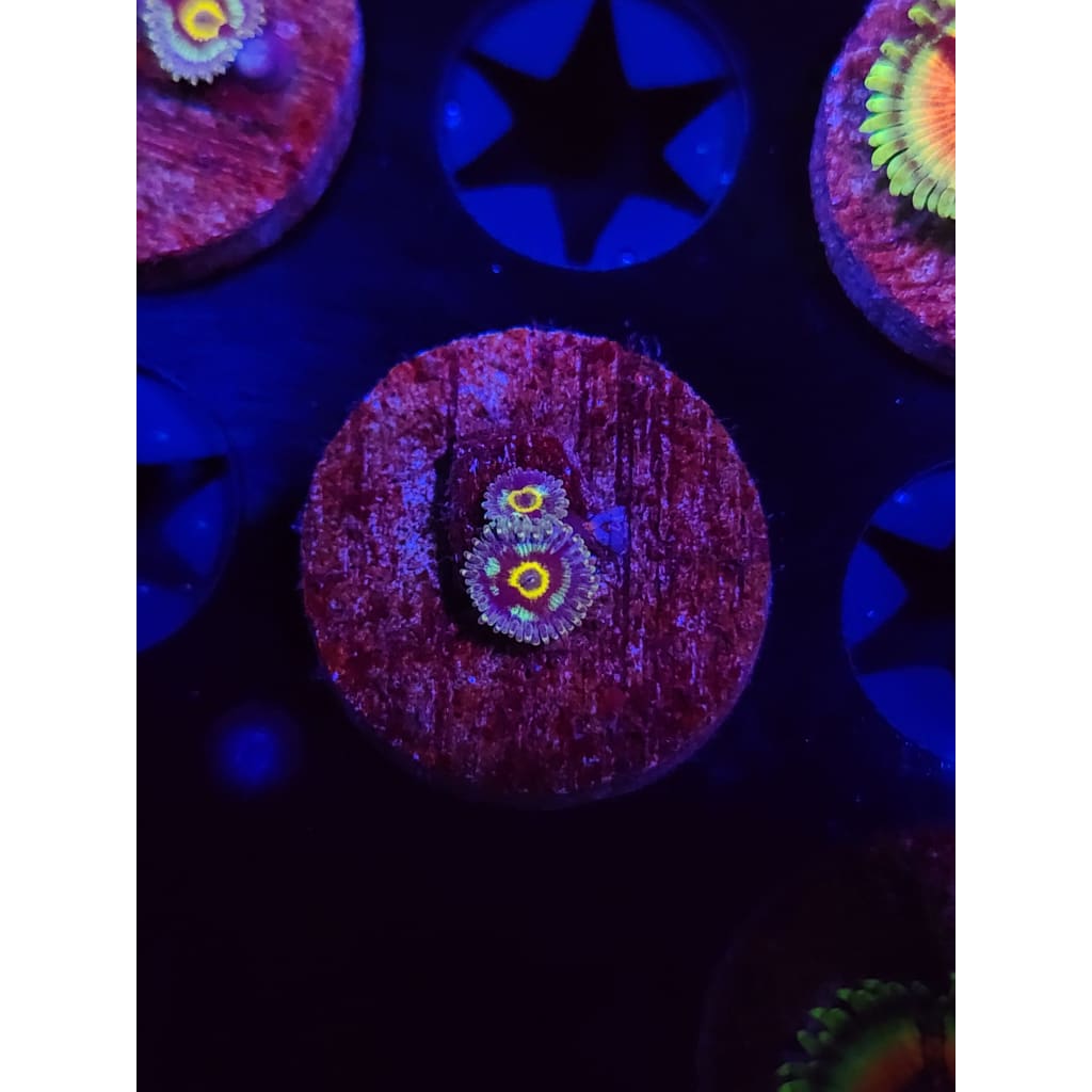 Spectral Hornet Zoanthid Frag WYSIWYG!