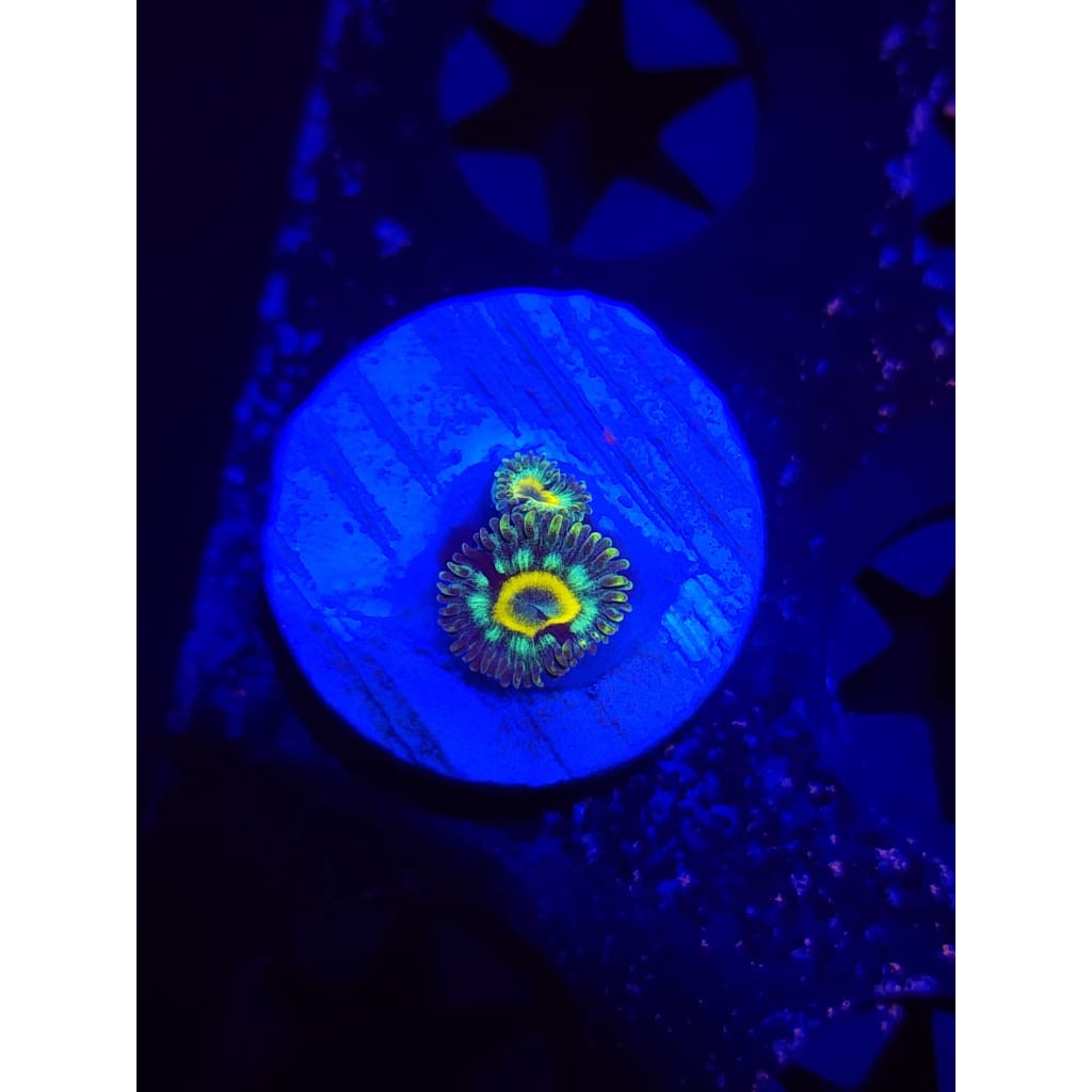 Spectral Hornet Zoanthid Frag WYSIWYG!