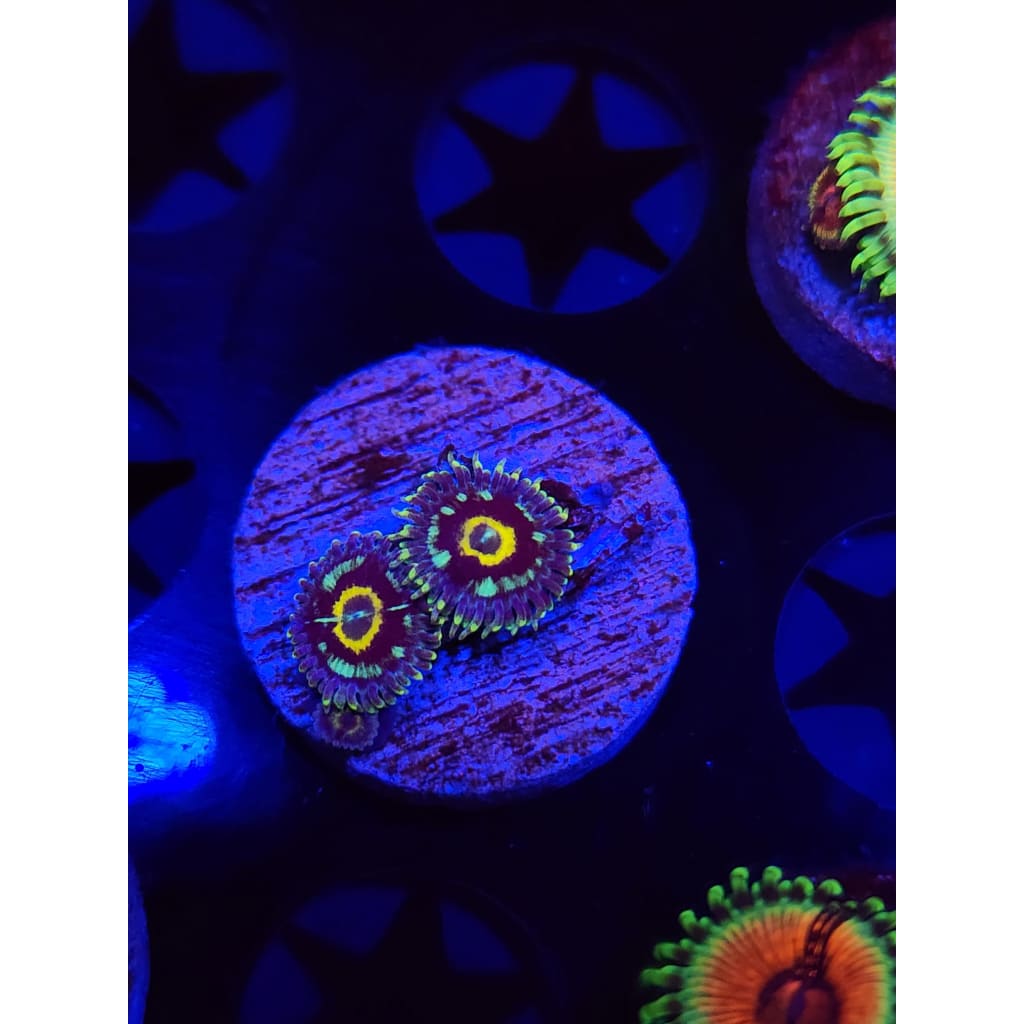 Spectral Hornet Zoanthid Frag WYSIWYG!