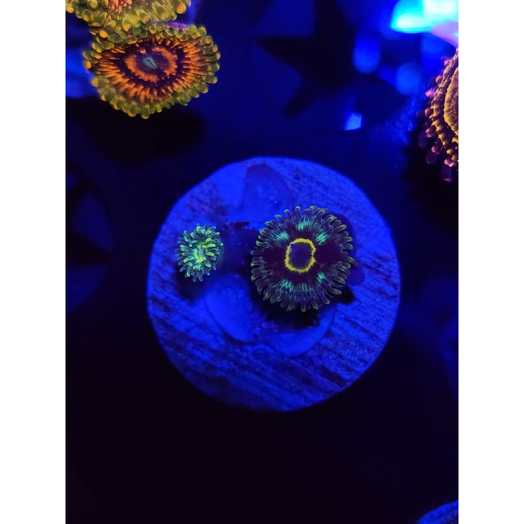 Spectral Hornet Zoanthid Frag WYSIWYG!
