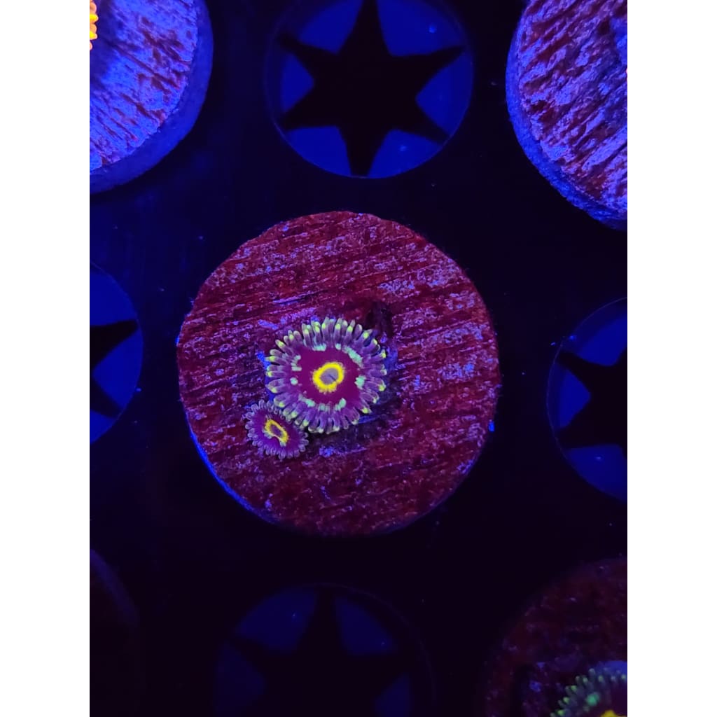 Spectral Hornet Zoanthid Frag WYSIWYG!
