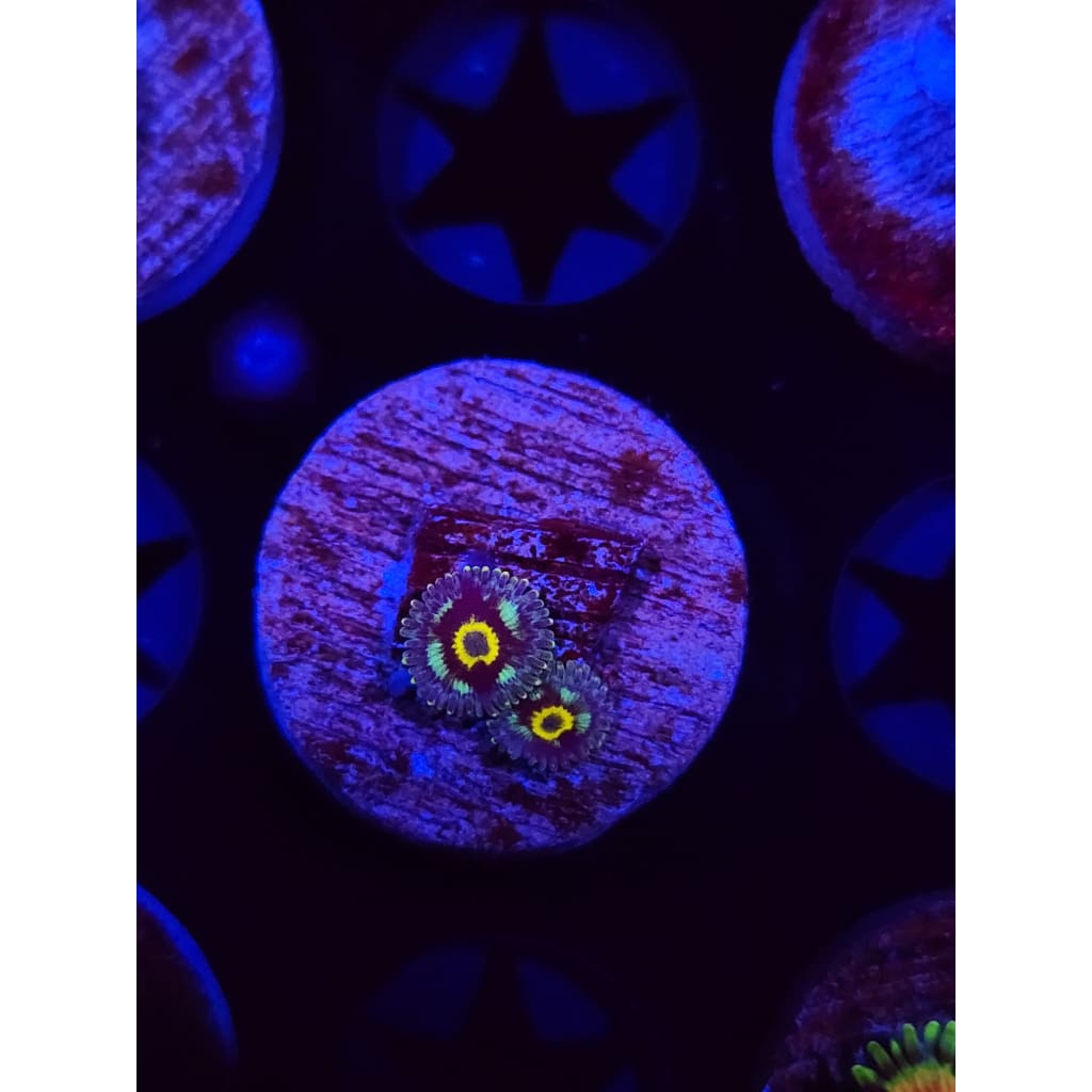 Spectral Hornet Zoanthid Frag WYSIWYG!
