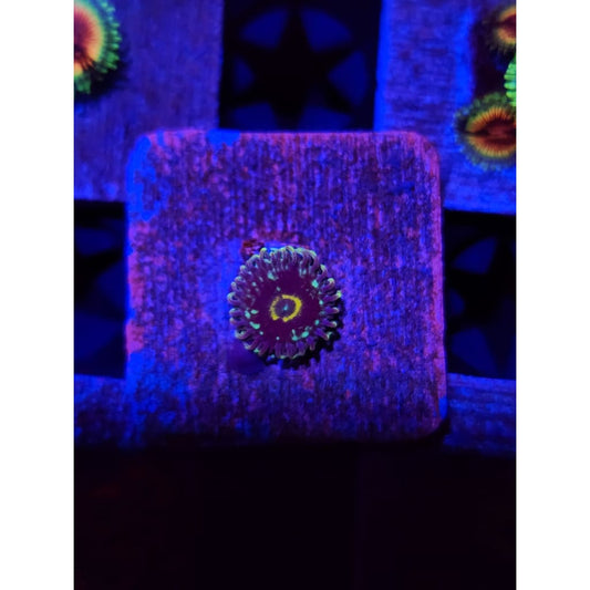 Spectral Hornet Zoanthid Frag WYSIWYG!