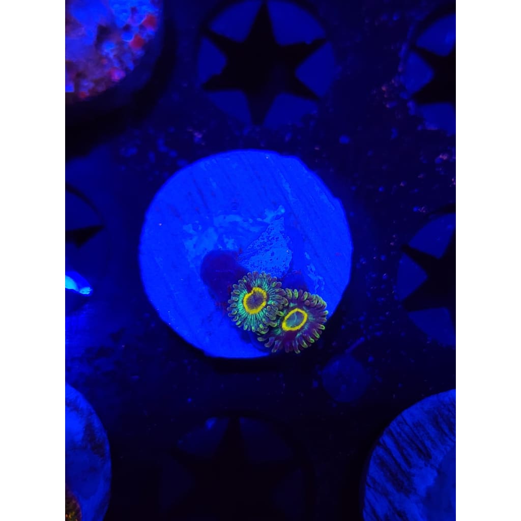 Spectral Hornet Zoanthid Frag WYSIWYG!