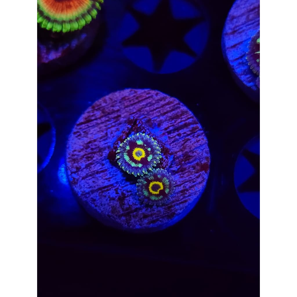 Spectral Hornet Zoanthid Frag WYSIWYG!