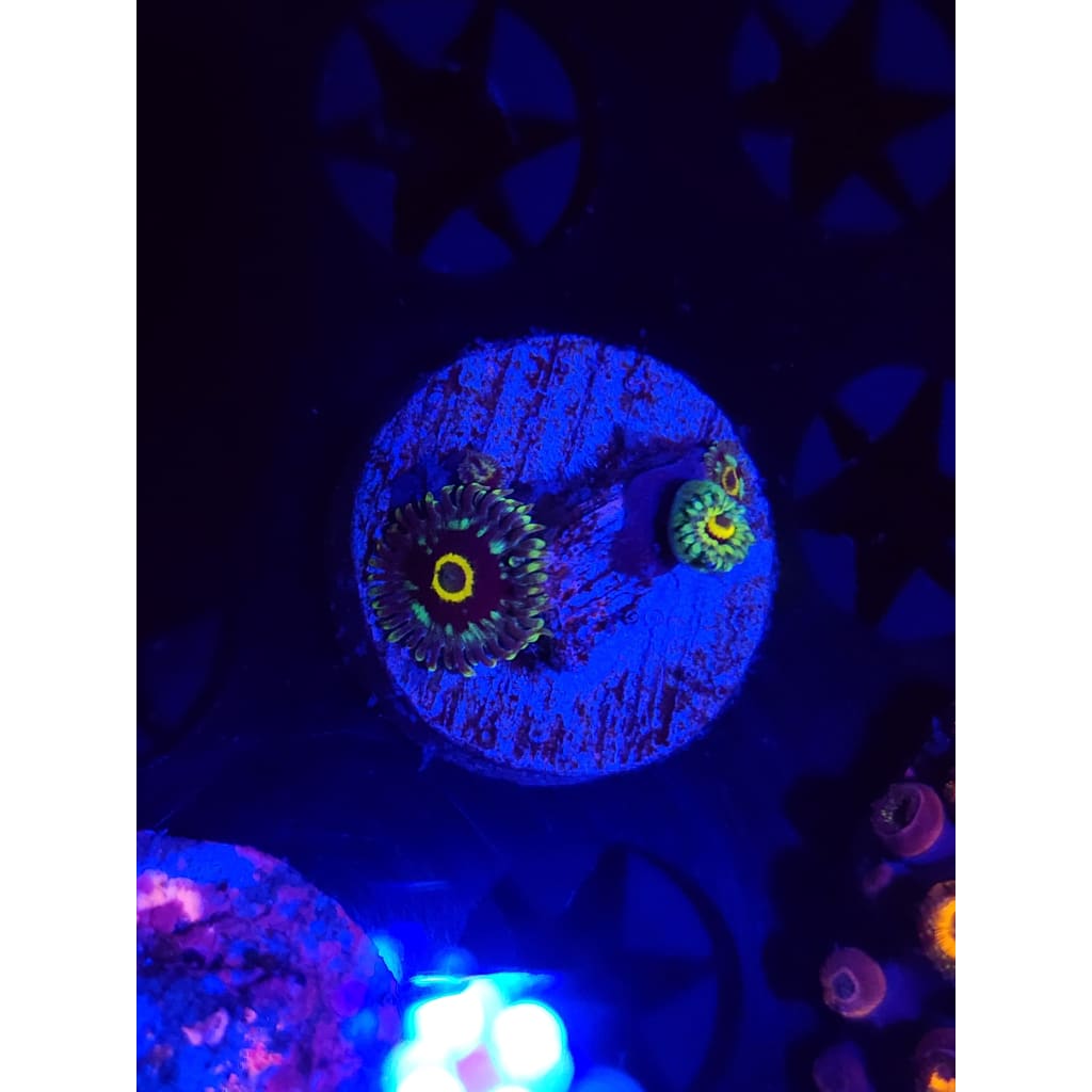 Spectral Hornet Zoanthid Frag WYSIYWG!