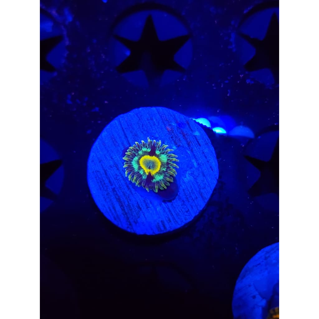 Spectral Hornets Zoanthid Frag WYSIWYG!