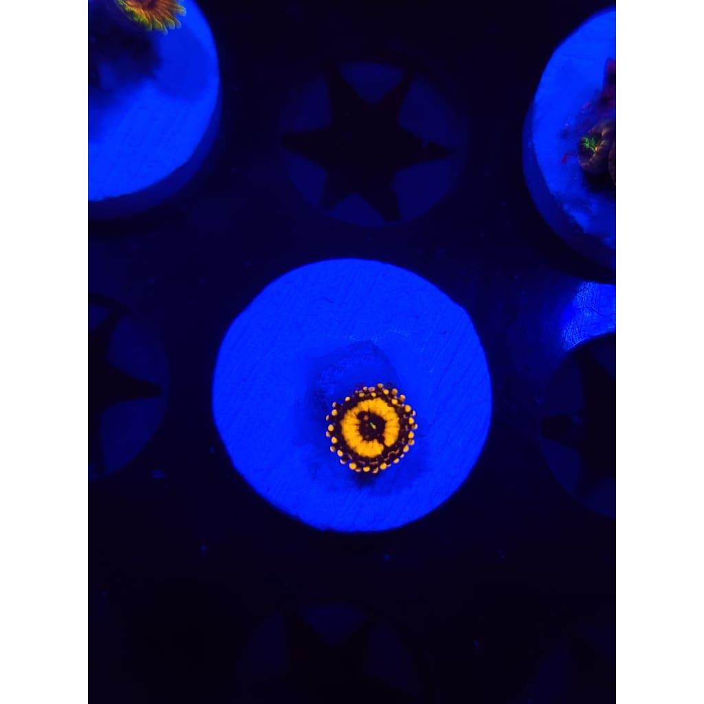 Spellbinder Zoanthid Frag WYSIWYG!