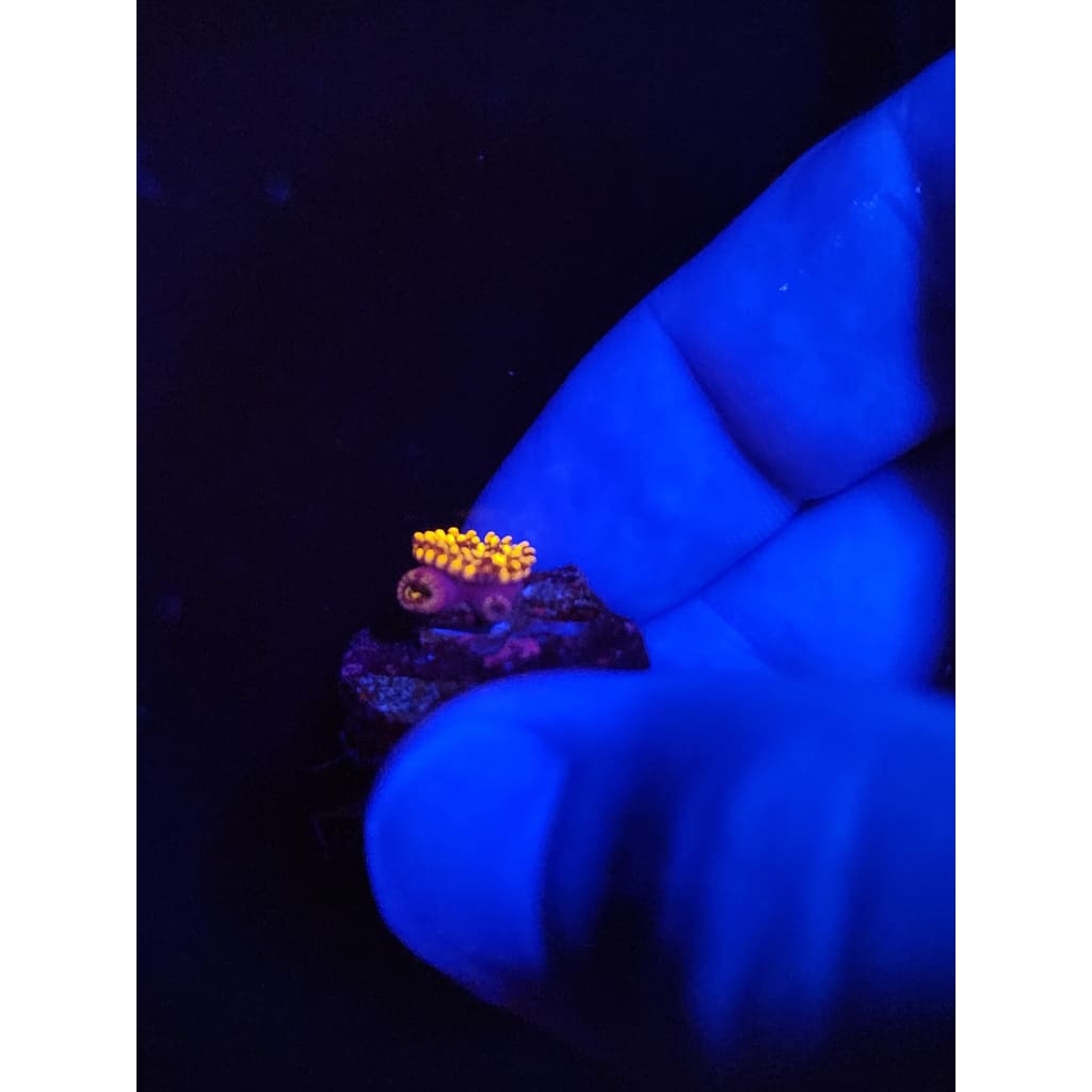 Spellbinder Zoanthid Frag WYSIWYG!