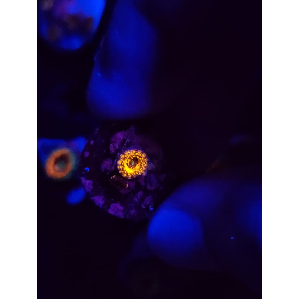 Spellbinder Zoanthid Frag WYSIWYG!