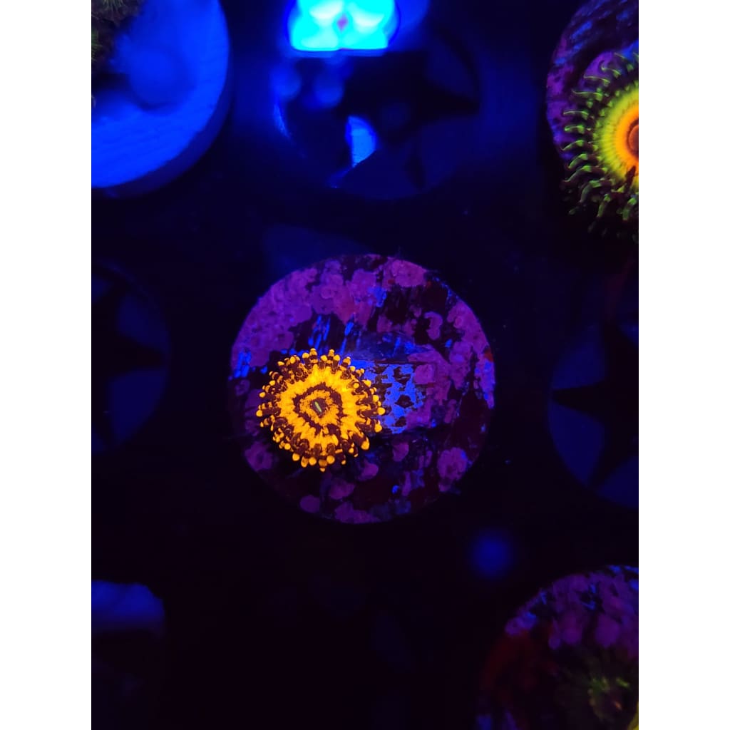 Spellbinder Zoanthid Frag WYSIWYG!