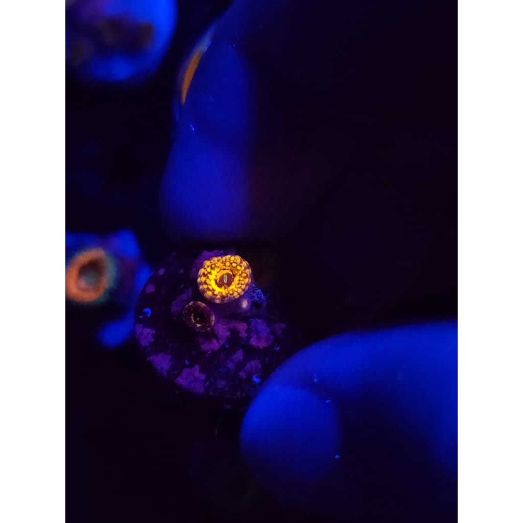Spellbinder Zoanthid Frag WYSIWYG!