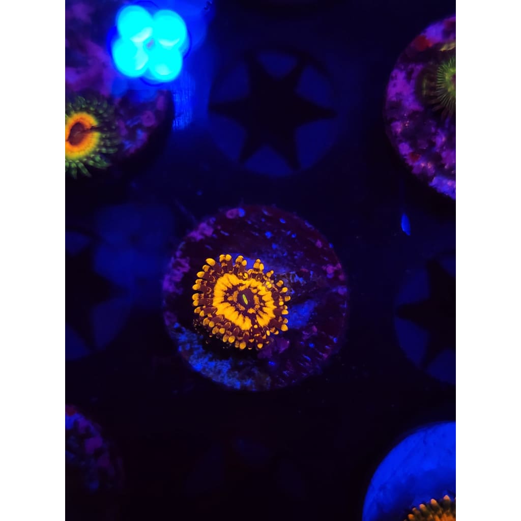 Spellbinder Zoanthid Frag WYSIWYG!