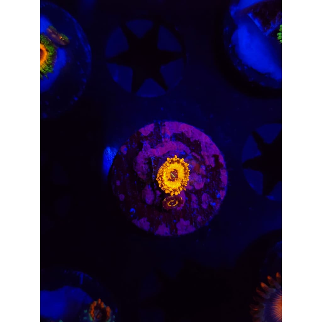 Spellbinder Zoanthid Frag WYSIWYG!