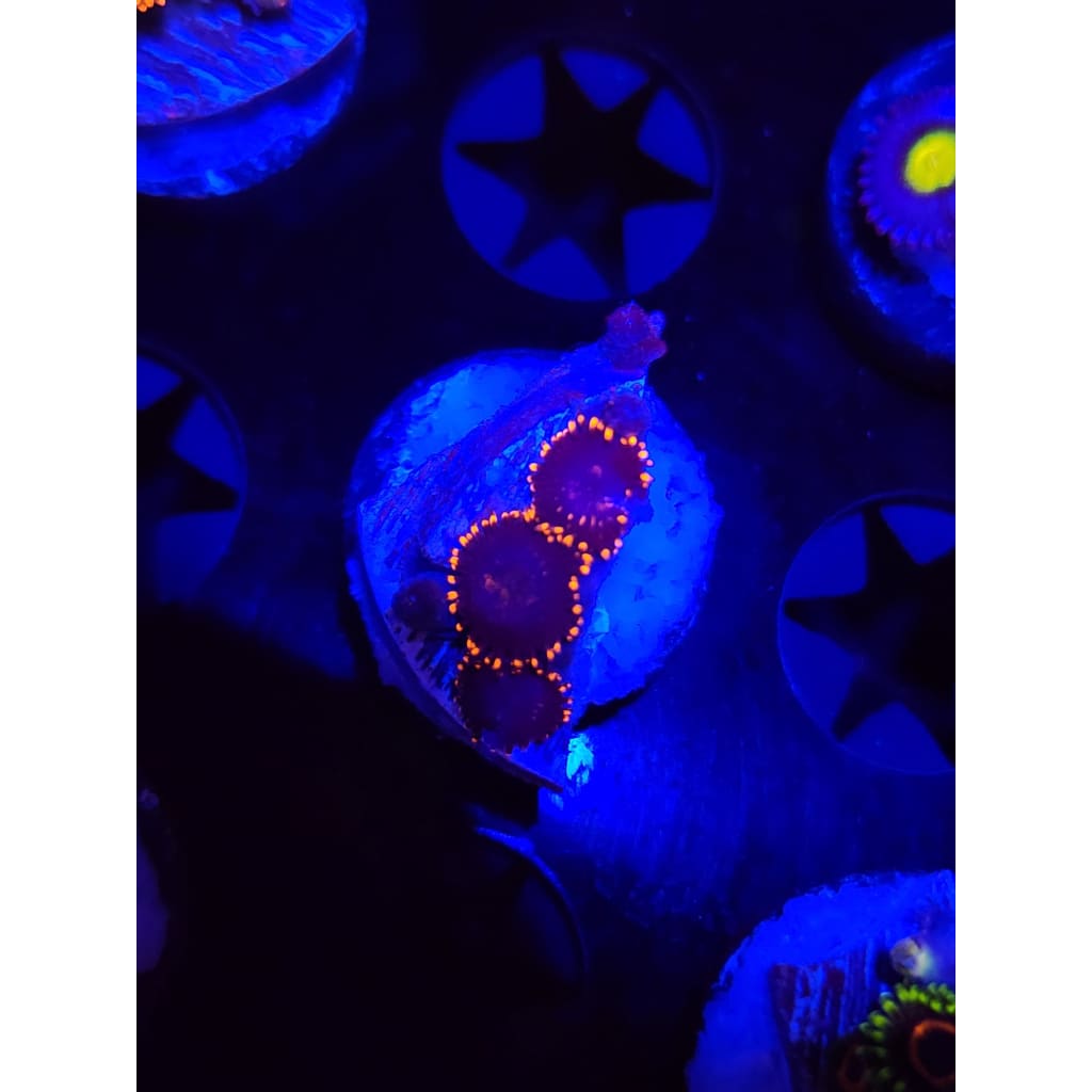 Spider Man Zoanthid Frag WYSIWYG!